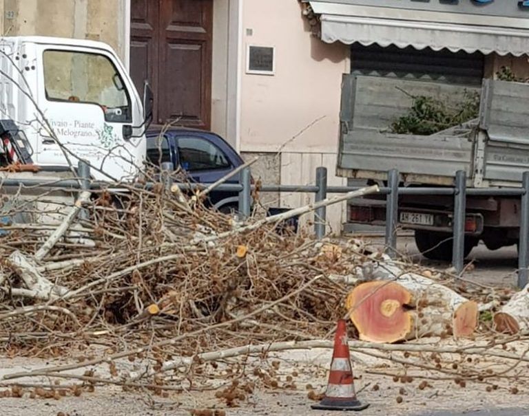 Pescara, taglio alberi: abbattuto platano in via Tiburtina