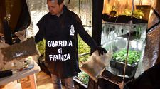 Pescara, serra hi-tech per coltivare 4 chili di marijuana in casa: 1 arresto VIDEO-FOTO