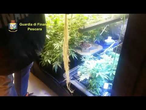 Pescara, serra hi-tech per coltivare 4 chili di marijuana in casa: 1 arresto VIDEO-FOTO