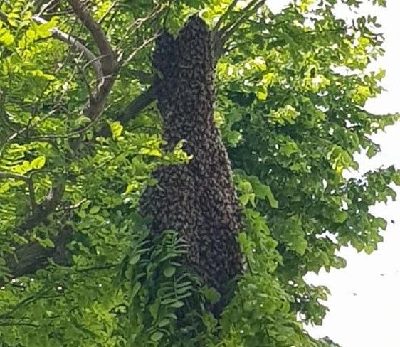 Cologna, un maxi-sciame di api si “ferma” nel parco pubblico