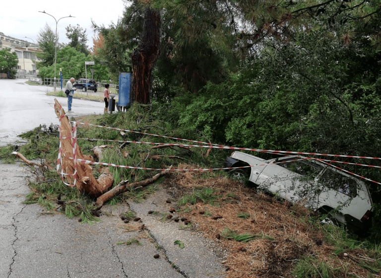 Pineto, cade un albero: conducente in ospedale FOTO