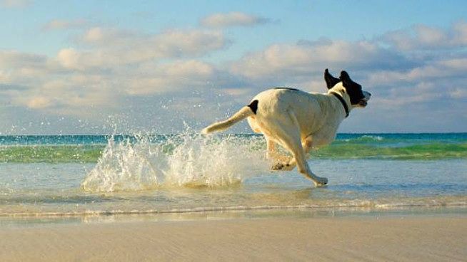 Cologna spiaggia, cane fa il bagno al mare: denunciata la proprietaria ECCO PERCHE’
