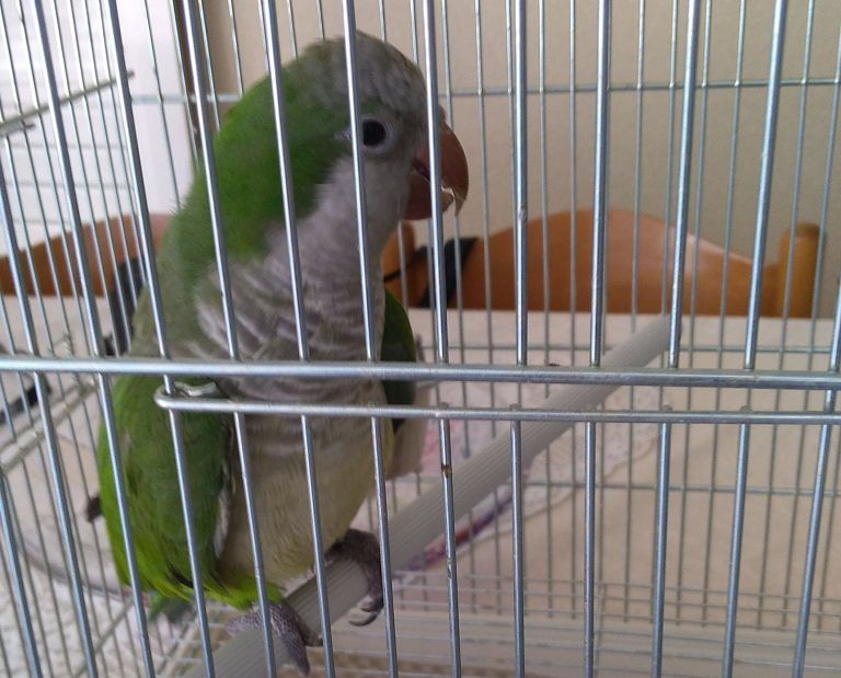 Tortoreto, trovato un pappagallo nel quartiere di via D’Annunzio: la segnalazione
