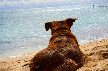 Alba Adriatica, la balneazione dei cani e le discussioni in spiaggia