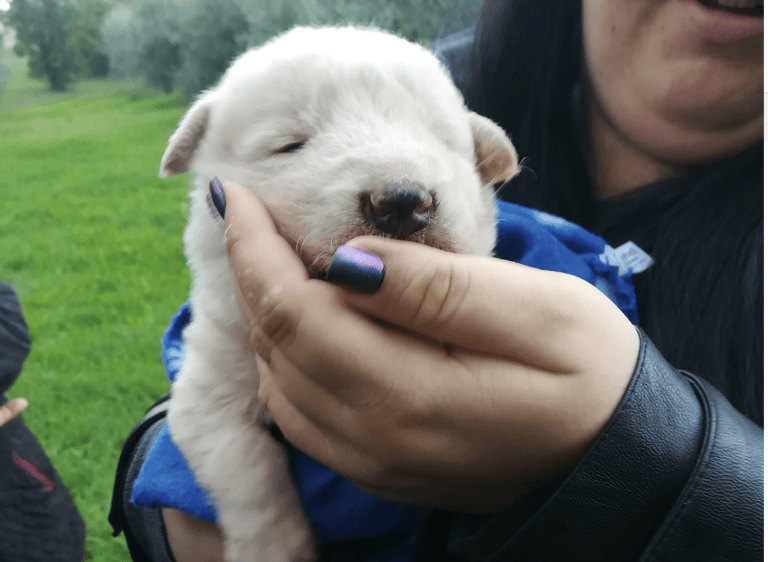 Campli, cucciolo abbandonato tra i rovi e salvato dai volontari FOTO