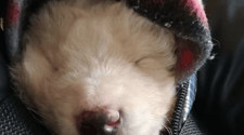 Campli, cucciolo abbandonato tra i rovi e salvato dai volontari FOTO