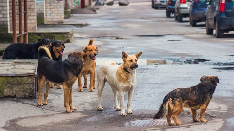 Roseto, aiuta 8 cani randagi: esposto del vicino. Ora rischia di poterne adottare solo 4