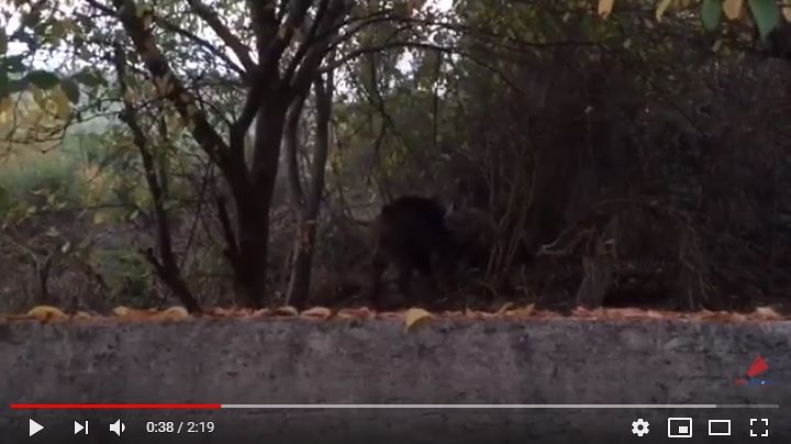 Popoli, branco di lupi uccide un cinghiale tra le case Peep VIDEO