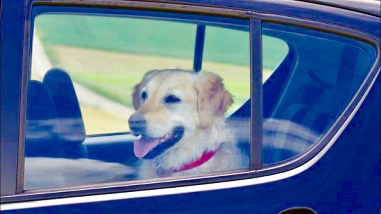 Teramo, cani chiusi in auto: interviene vigile ecologico