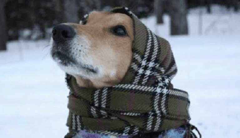 Teramo Vivi Città: “Aiutiamo i cani randagi in vista del freddo”