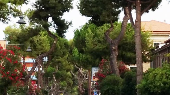 Silvi, il Sindaco puntualizza sul patrimonio arboreo: “Non siamo contro il verde”