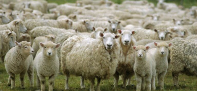 Lucoli, gregge con 140 pecore abbandonato a morire: la denuncia
