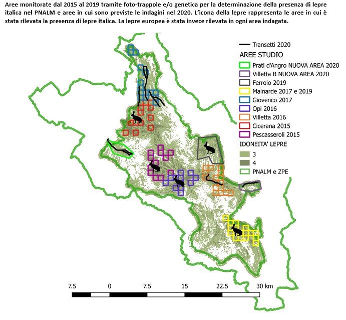 Lepre italica nel Parco  Nazionale: i risultati sulla specie minacciata