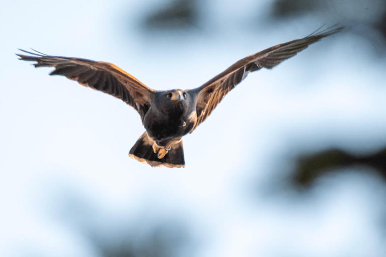 Poiana di Harris avvistata a Spoltore: la replica del falconiere Granati alla Soa