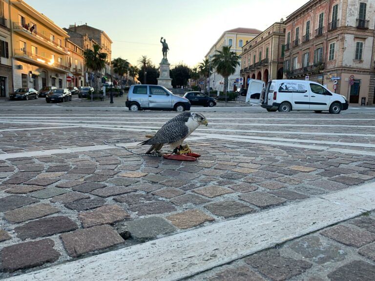 Giulianova, bird control al centro storico con i rapaci per l’allontanamento dei volatili infestanti