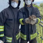 Colonnella, due civette finiscono delle stufa di casa: liberate dai vigili del fuoco FOTO VIDEO