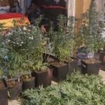 In garage 30 piante di marijuana: smantellata una serra a Spoltore-FOTO