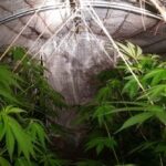 In garage 30 piante di marijuana: smantellata una serra a Spoltore-FOTO