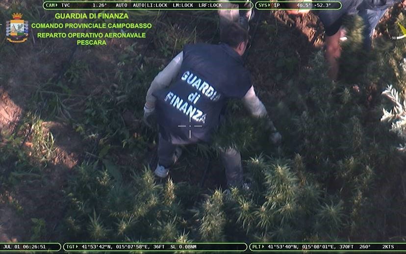 Maxi-piantagione di marijuana scoperta dall’elicottero della finanza FOTO