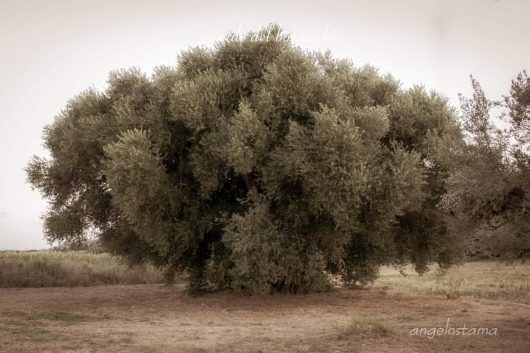 Roseto, grande successo per l’escursione al Borsacchio dedicata all’ulivo di 800 anni