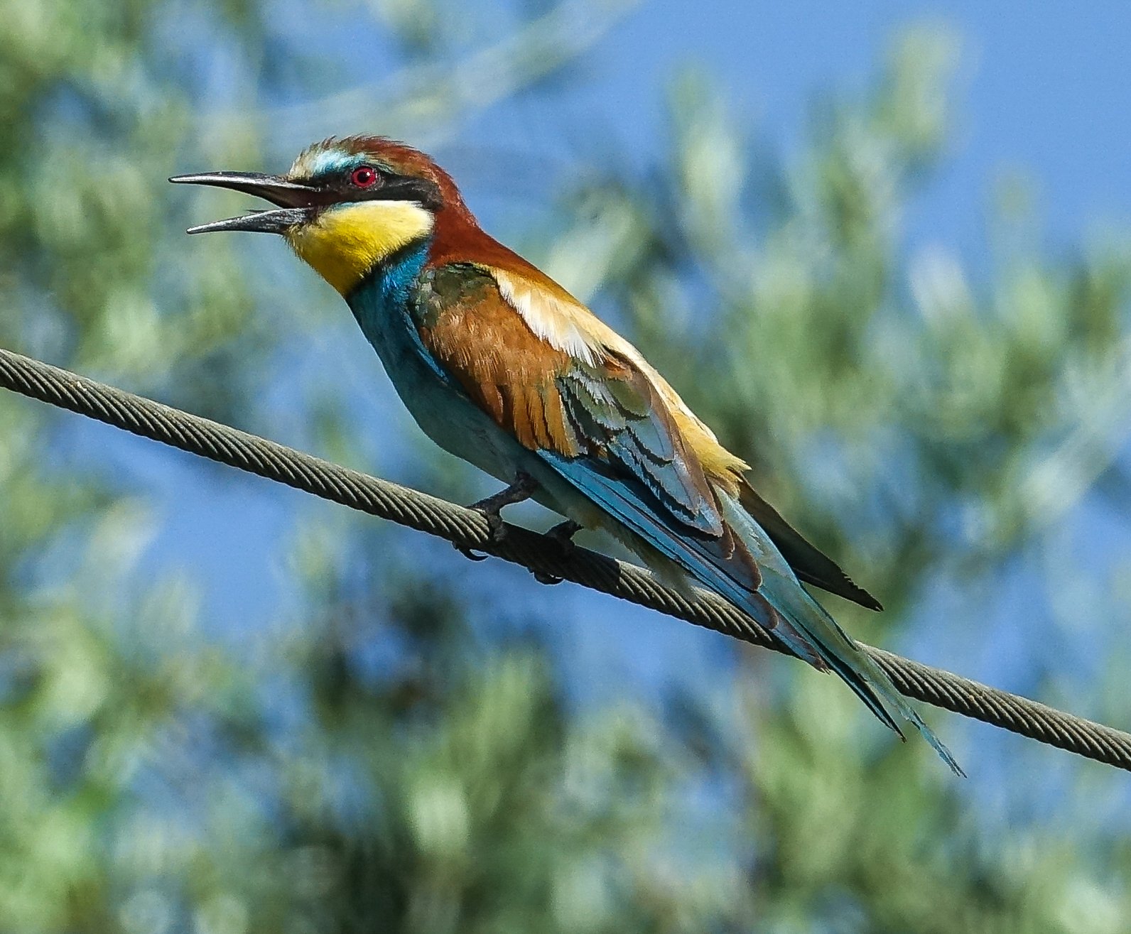 Uccelli migratori fanno tappa in Abruzzo: gli avvistamenti FOTO VIDEO