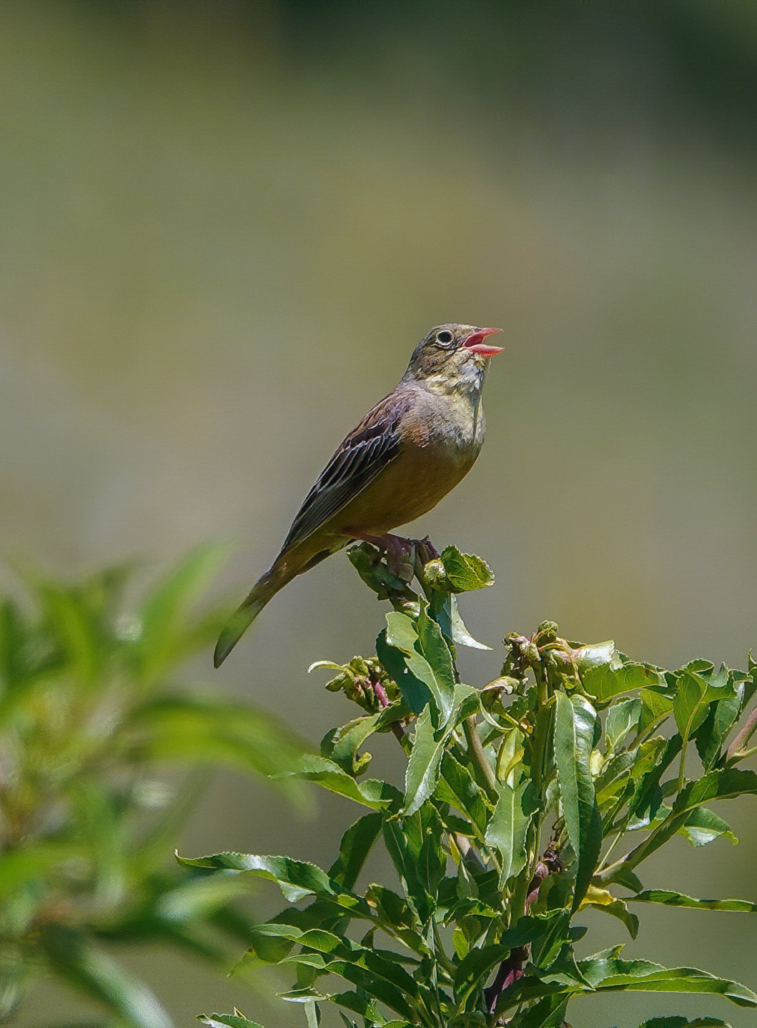 Uccelli migratori fanno tappa in Abruzzo: gli avvistamenti FOTO VIDEO