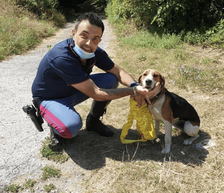 Cane vaga sulla statale, messo in salvo da una pattuglia di Sulmona