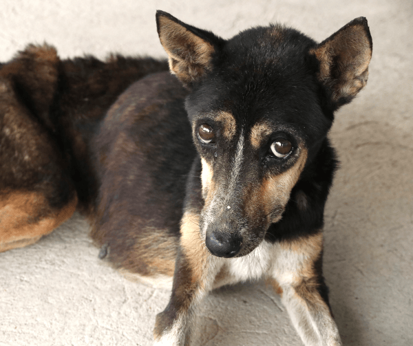 Francavilla, cane muore abbandonato in un giardino privato: LNDC denuncia