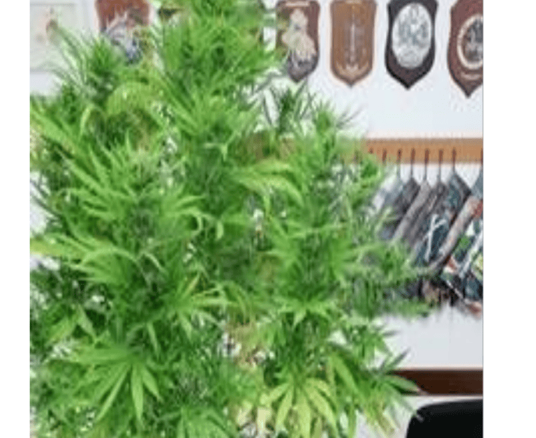 Alba Adriatica, cannabis coltivata in casa: la scoperta dei carabinieri