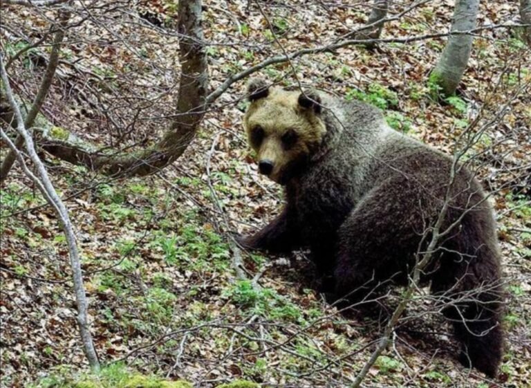 Gli orsi sanno usare le mani: le immagini dell’orsa Peppina VIDEO