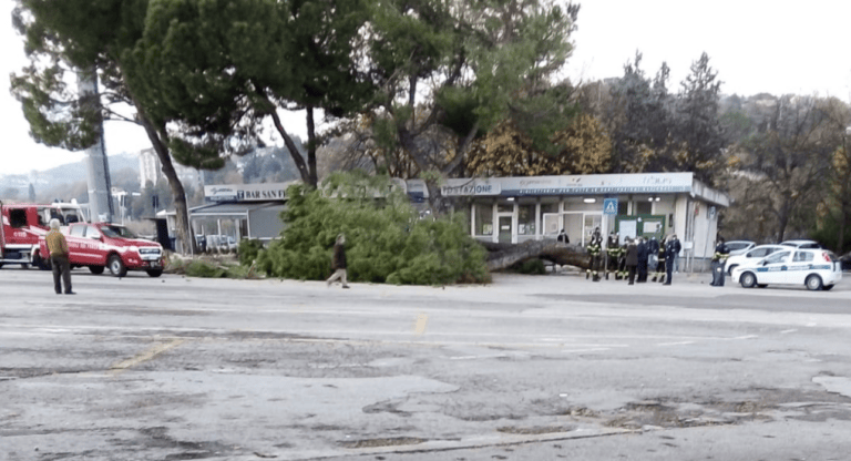 Teramo, cade albero a piazza San Francesco: tragedia sfiorata FOTO VIDEO