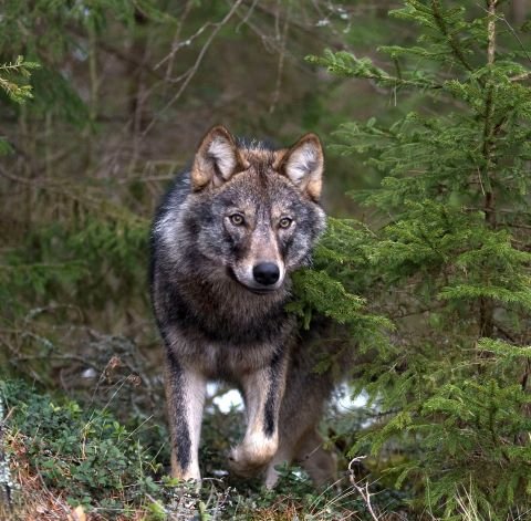 Convivenza tra uomo e lupo: il vademecum del WWF