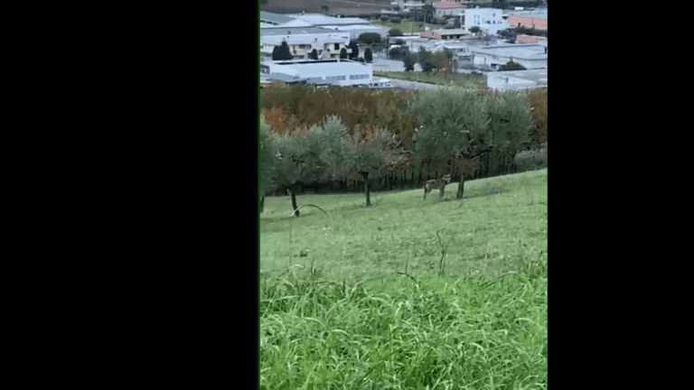 Lupo avvistato in pieno giorno nelle campagne di Sant’Omero VIDEO