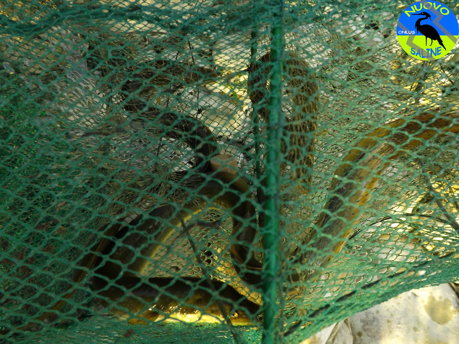 Bracconaggio nel pescarese: nasse per le anguille sul fiume Tavo-FOTO