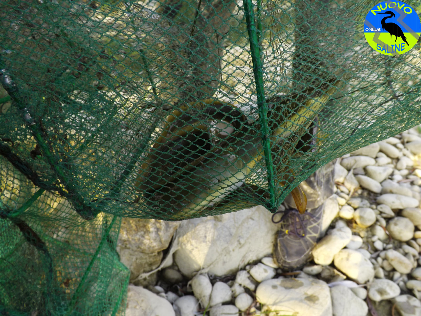Bracconaggio nel pescarese: nasse per le anguille sul fiume Tavo-FOTO