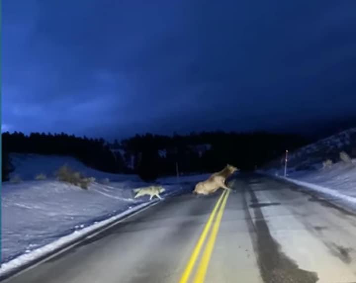 Lupi attaccano un cervo nell’Altopiano delle Cinque miglia VIDEO