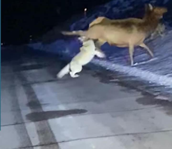 Lupi attaccano un cervo nell’Altopiano delle Cinque miglia VIDEO