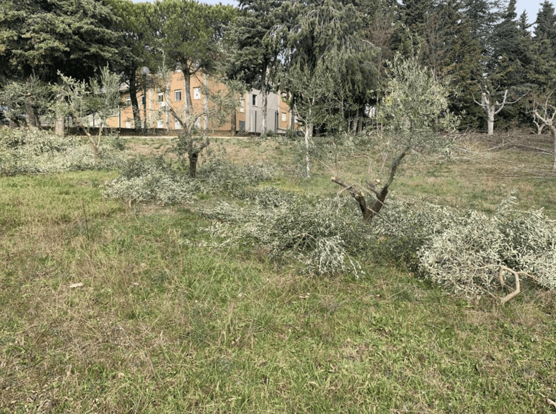 Atri, cura del verde della Asp2: si parte da Palazzo Ricciconti FOTO