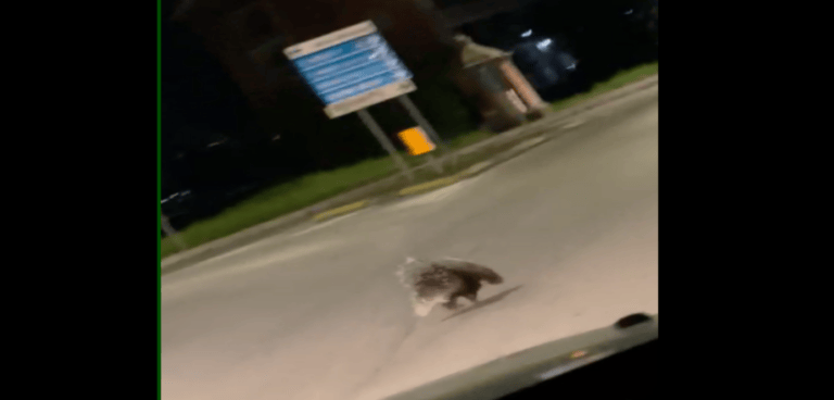 Nereto, istrice filmato mentre attraversa la strada VIDEO