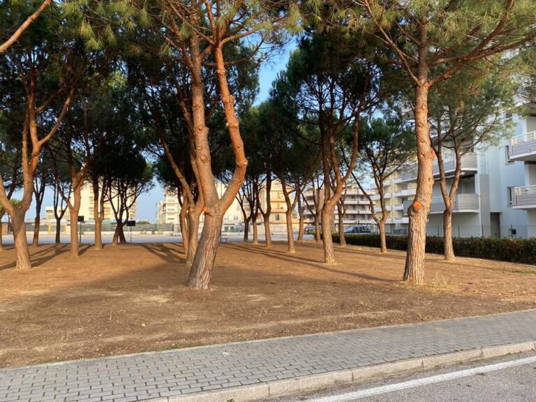 Alba Adriatica, interventi sulle pinete: conclusi i lavori in via La Pira