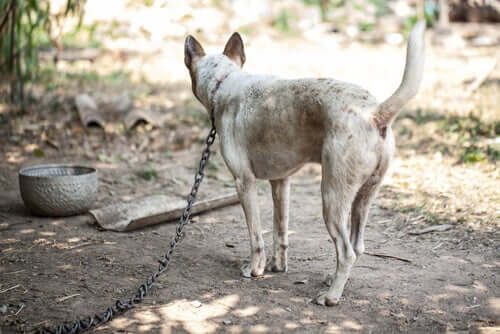 Cani legati alla catena: la cosa è ancora legale in molte regioni
