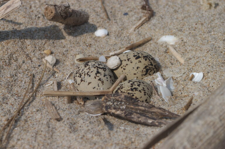 Progetto Salvafratino, avvistati i primi nidi sulla costa FOTO
