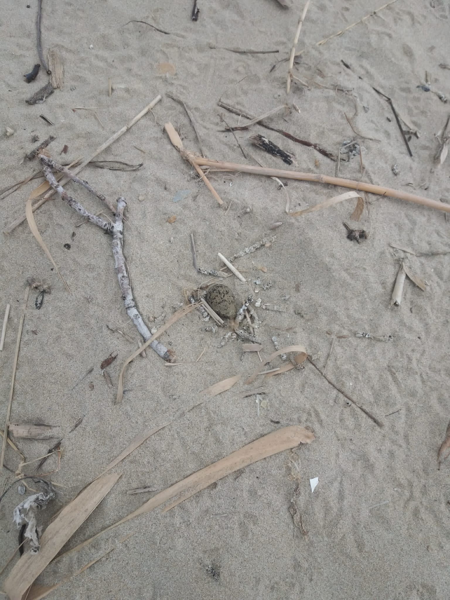 Tortoreto, distrutto nido di fratino durante lavori in spiaggia: scatta l'esposto FOTO VIDEO