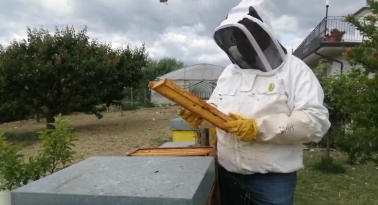 Giornata delle api: alveari “affamati” per il clima pazzo