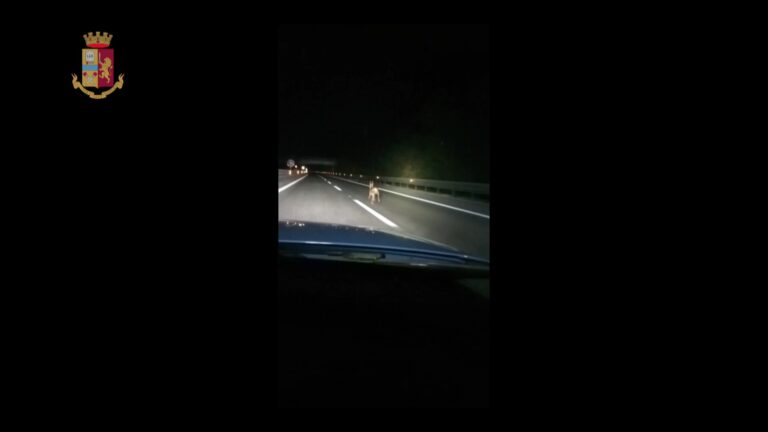 A24, il capriolo corre in autostrada VIDEO
