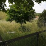 Piane Tordino, il parco abbandonato e via Romualdi (zona campo sportivo) tra le erbacce FOTO