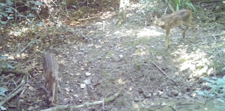 Civitella del Tronto, cuccioli di capriolo ripresi dalle telecamere VIDEO