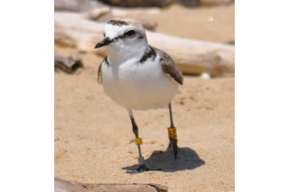 Fratino nella Riserva del Borsacchio 