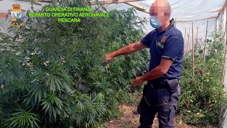 Droga, scoperte 6 piantagioni di marijuana in tutto l’Abruzzo