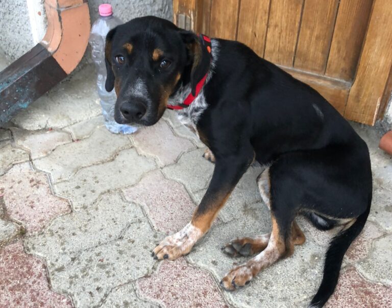 Torricella Sicura, cane abbandonato sulla strada con una zampa rotta